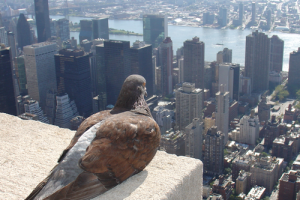New York State Mandates MFA and Biometric Authentication in New AI Cybersecurity Guidance