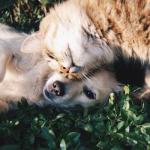 Raonsecure partners with Uyeon Company to launch digital ID for pets