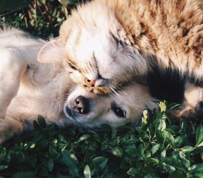 Raonsecure partners with Uyeon Company to launch digital ID for pets